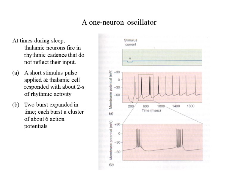 A one-neuron oscillator At times during sleep, thalamic neurons fire in rhythmic cadence that